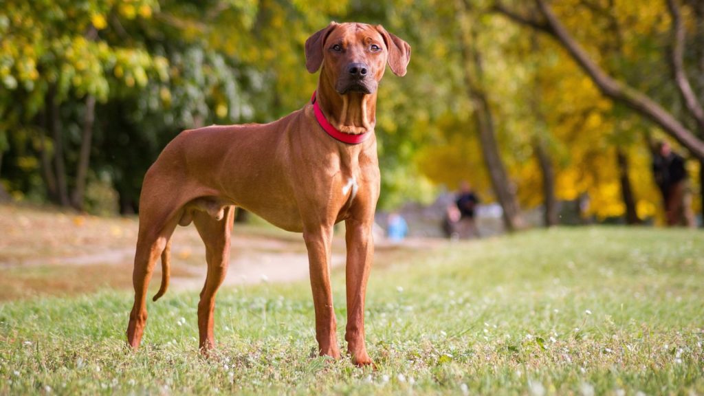 where to buy cbd oil for pets