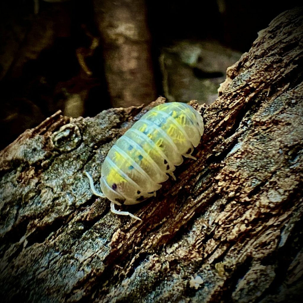 buy isopods uk