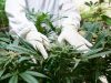 Understanding The Real Difference Between THCA And THC Flower