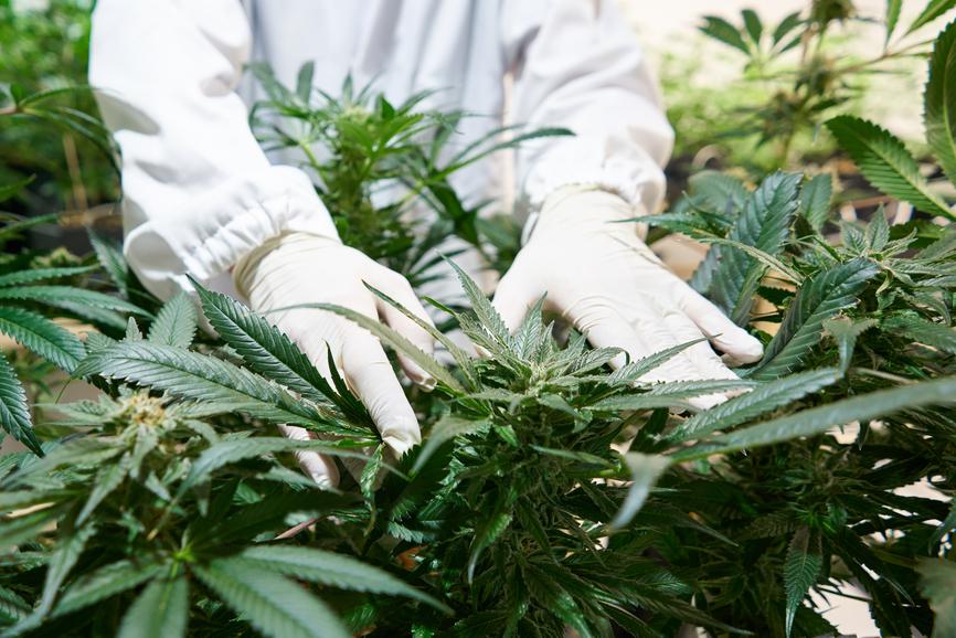 Understanding The Real Difference Between THCA And THC Flower