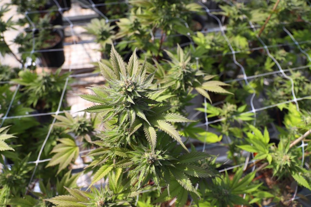 thca and thc flower explained